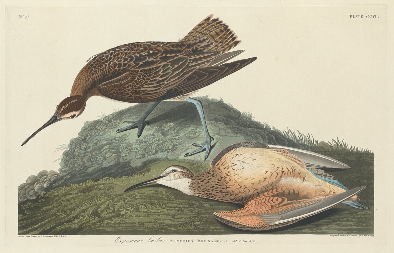 Curlew eszkimók alkotó: Robert Havell after John James Audubon