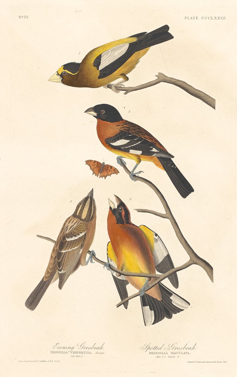 Esti tüskés és foltos tüskés alkotó: Robert Havell after John James Audubon