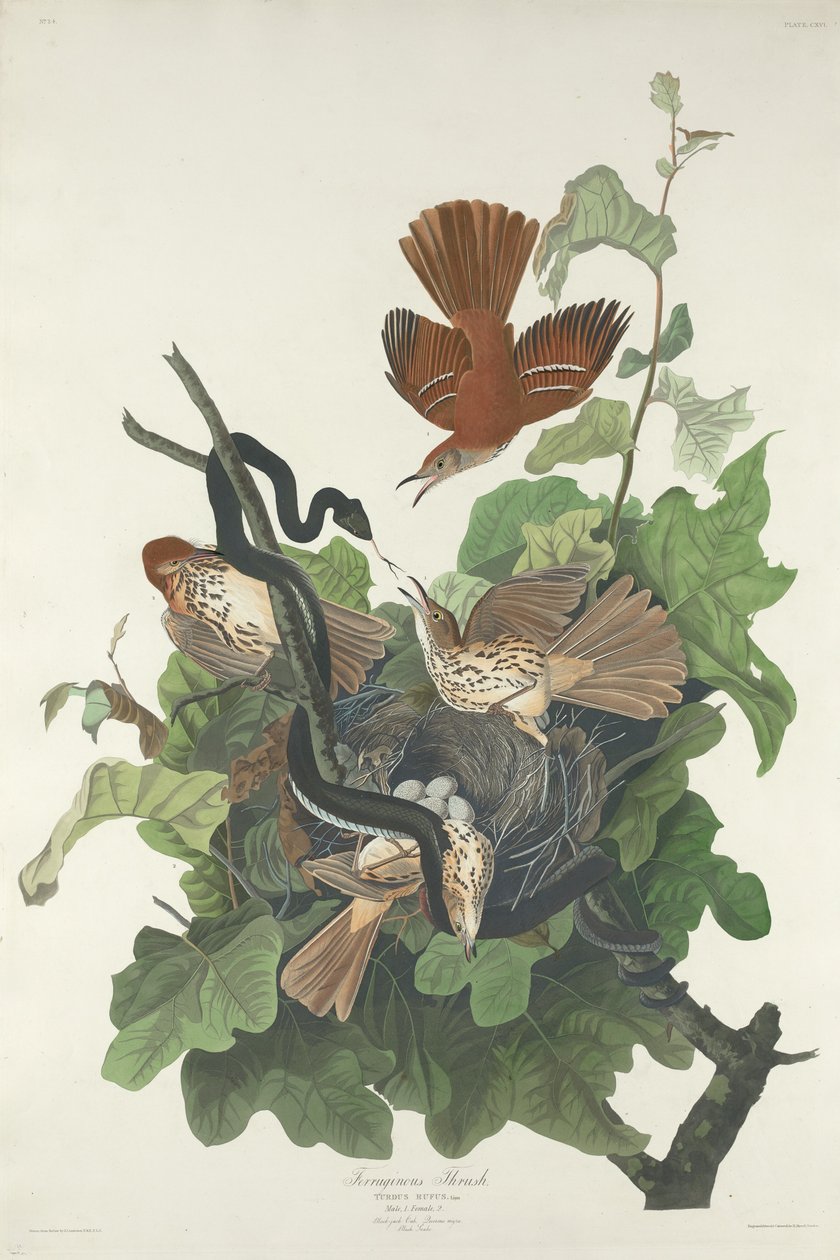 vadrigó alkotó: Robert Havell after John James Audubon