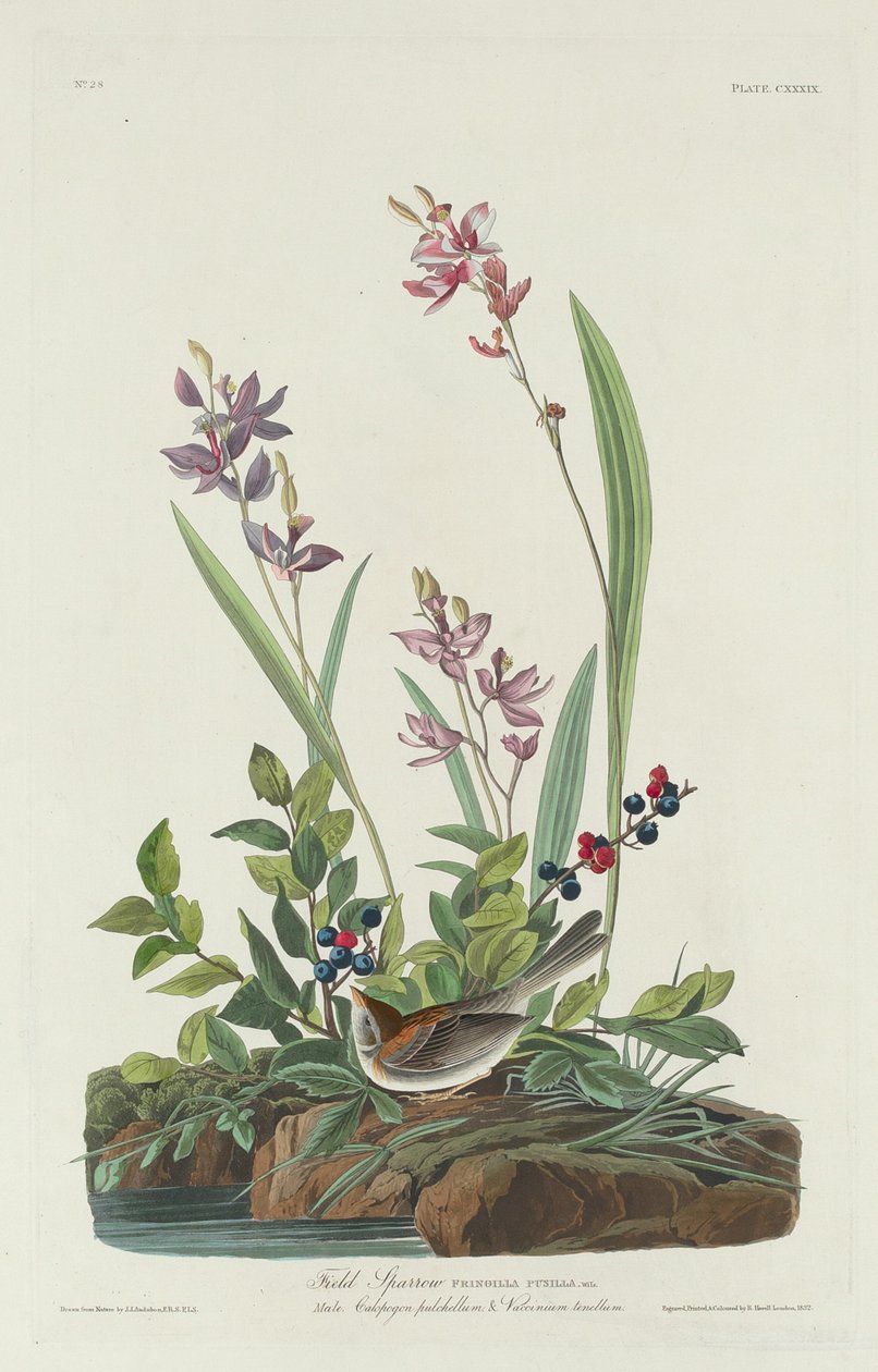 Mezei veréb alkotó: Robert Havell after John James Audubon