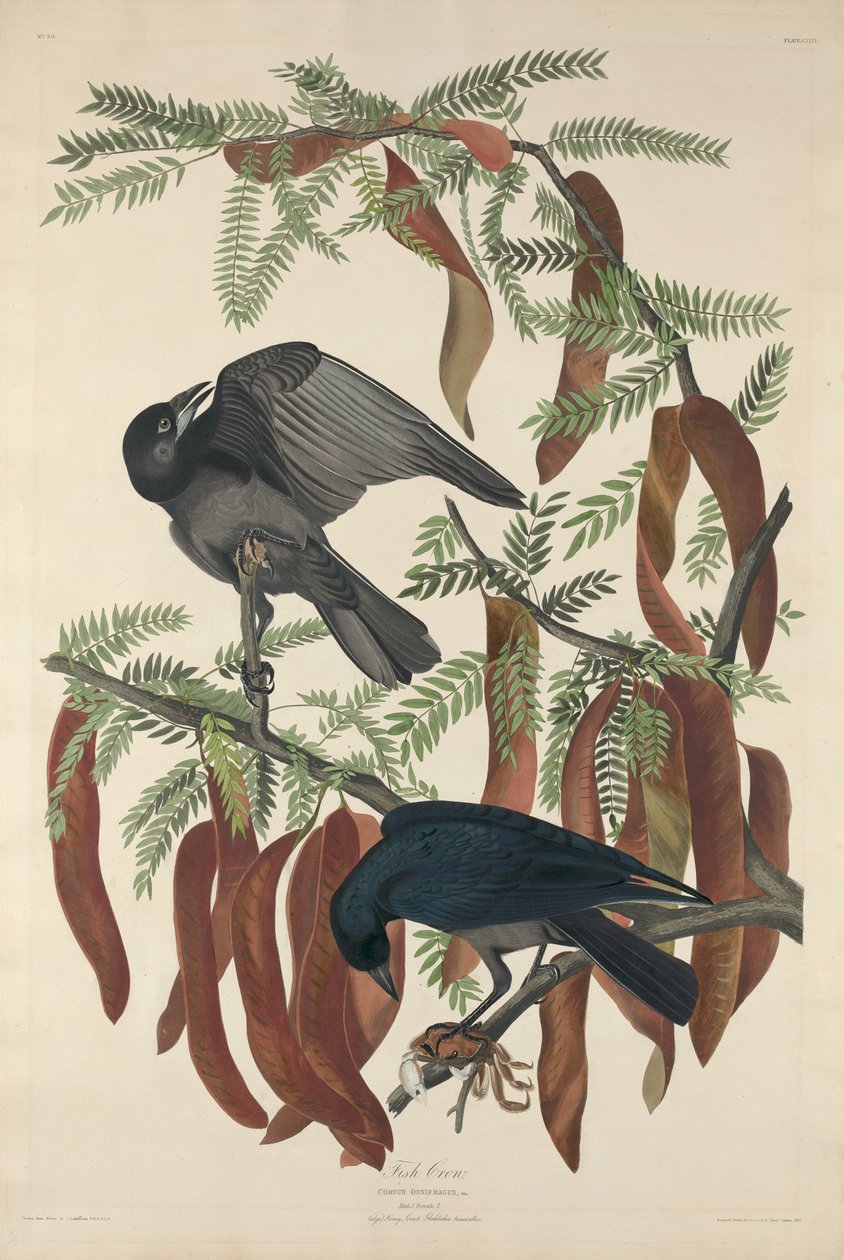 Halvarjú alkotó: Robert Havell after John James Audubon