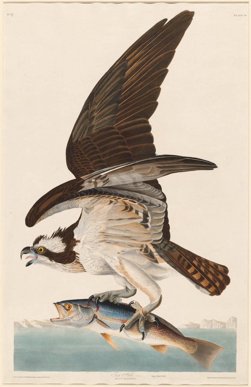 Fish Hawk alkotó: Robert Havell after John James Audubon