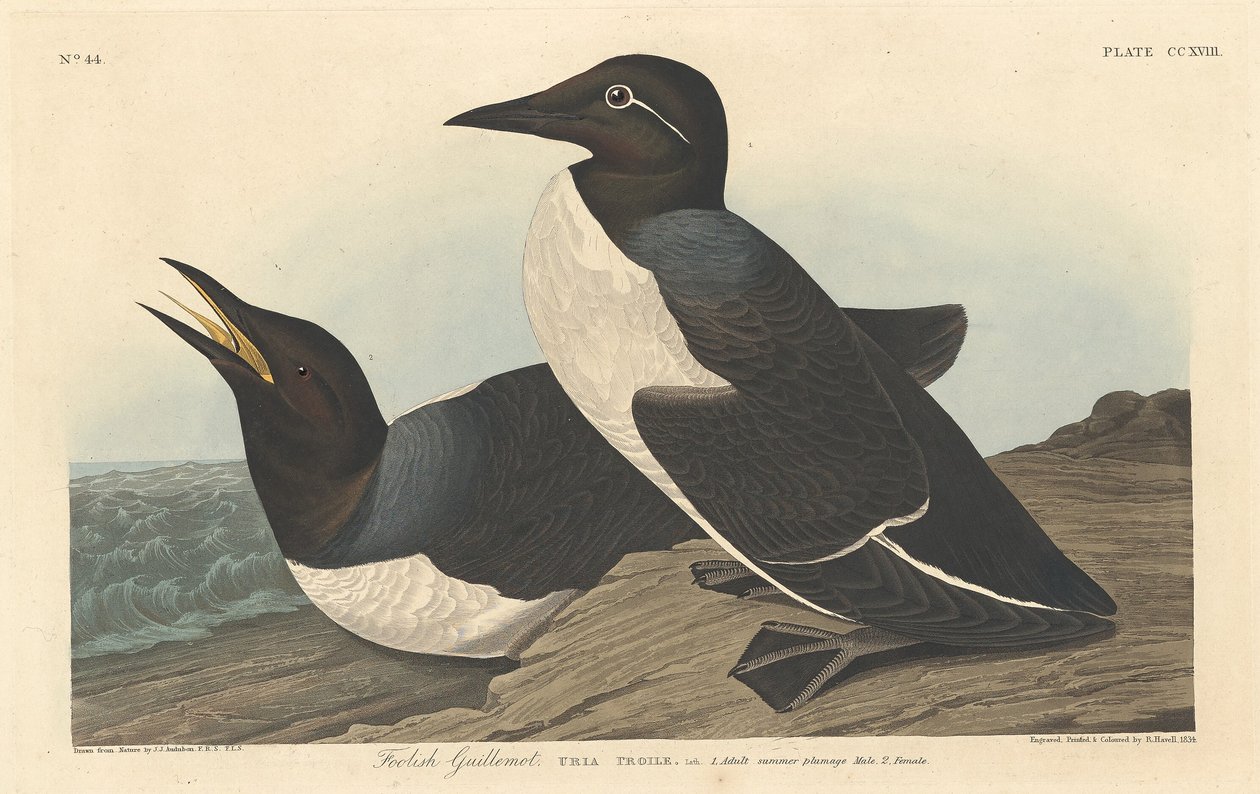 Bolond Guillemot alkotó: Robert Havell after John James Audubon