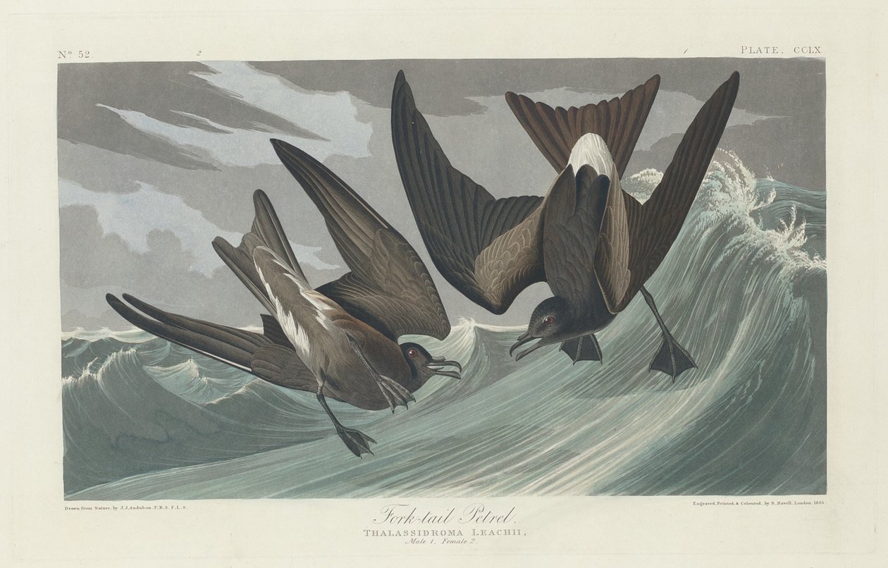 Villafarkú Petrel alkotó: Robert Havell after John James Audubon
