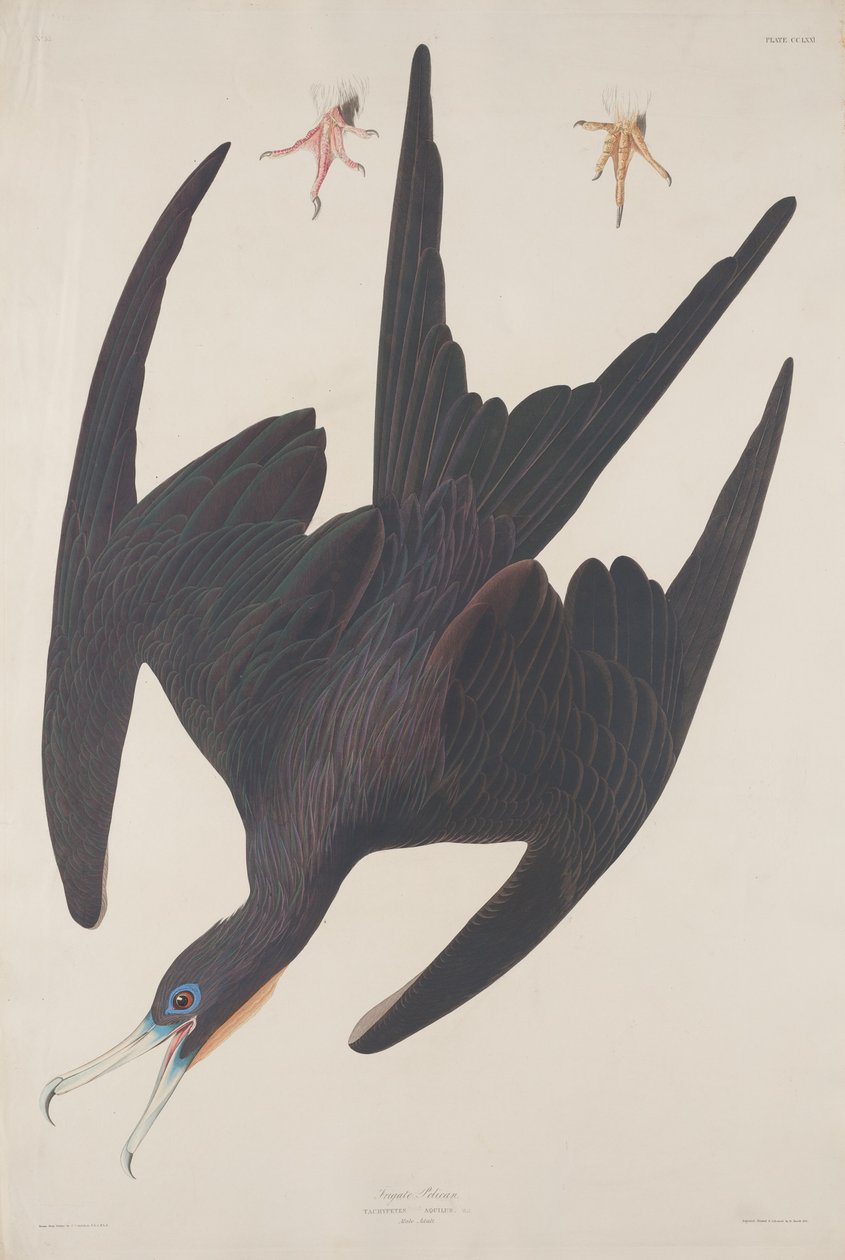 Pelikán fregatt alkotó: Robert Havell after John James Audubon