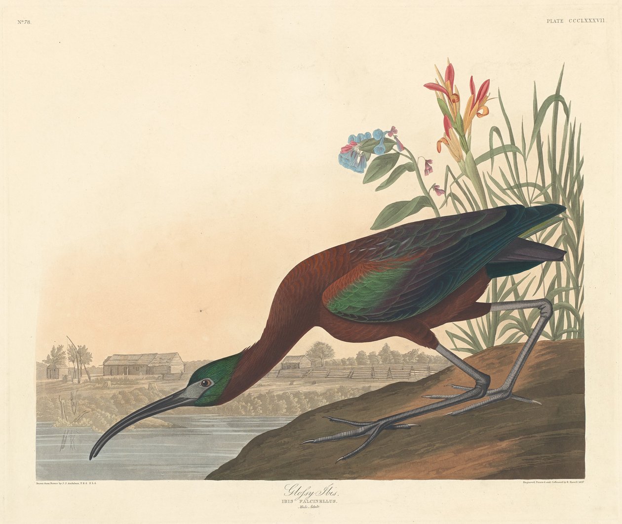 Fényes Ibis alkotó: Robert Havell after John James Audubon