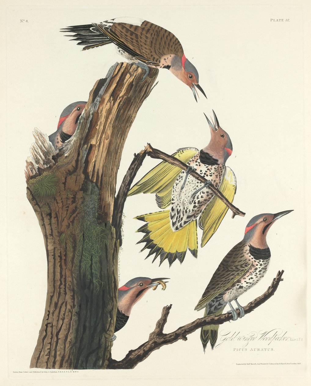 Aranyszárnyú harkály alkotó: Robert Havell after John James Audubon