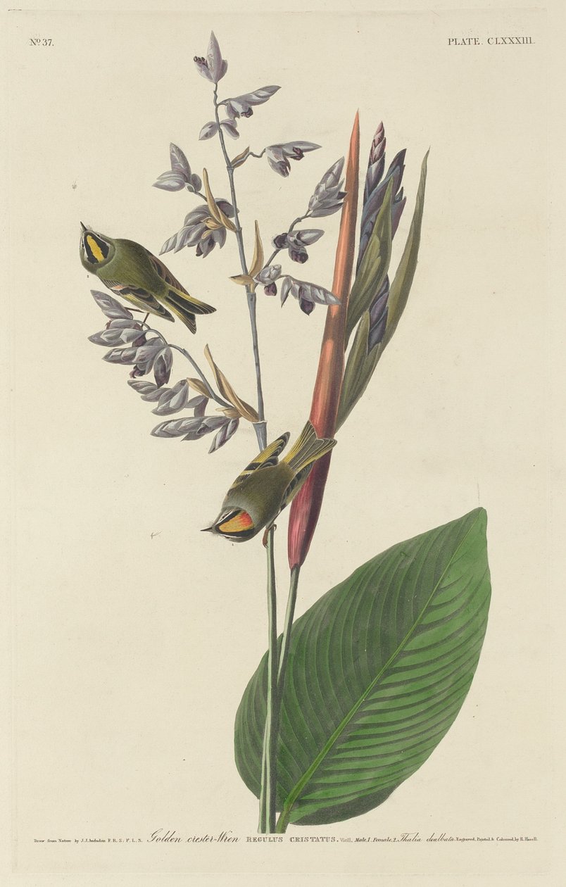 Aranysarkú ökörszem alkotó: Robert Havell after John James Audubon