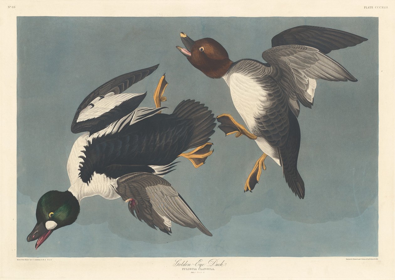Aranyszemű kacsa alkotó: Robert Havell after John James Audubon