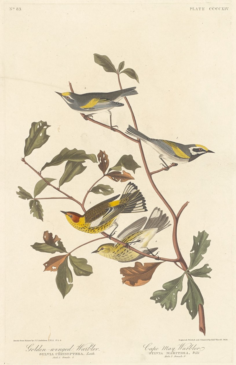 Aranyszárnyú poszáta és Cape May poszcsa alkotó: Robert Havell after John James Audubon