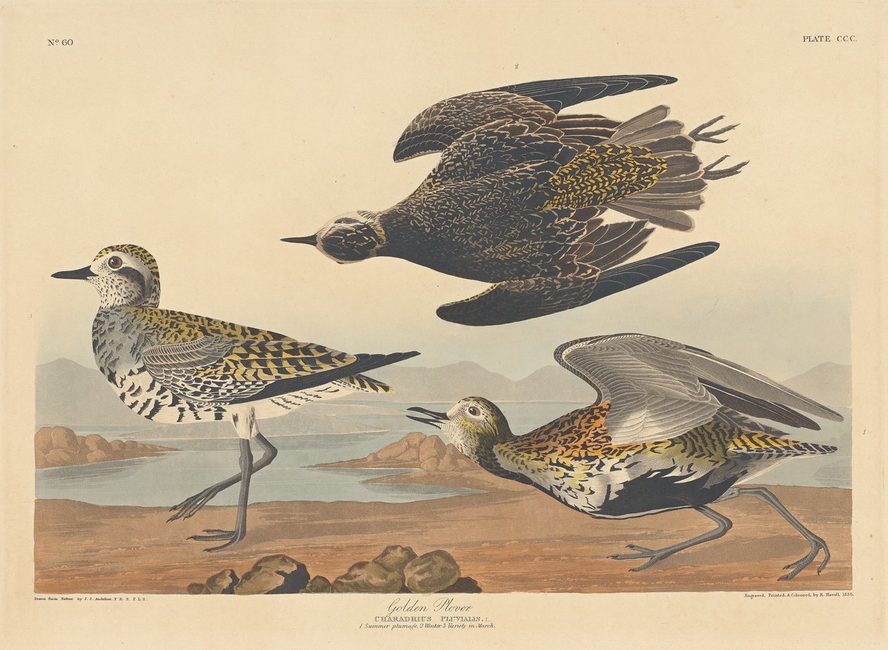 Arany lile alkotó: Robert Havell after John James Audubon