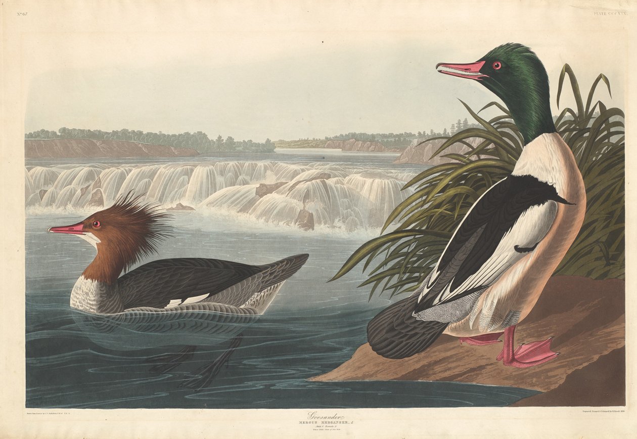 Nagy bunkó alkotó: Robert Havell after John James Audubon