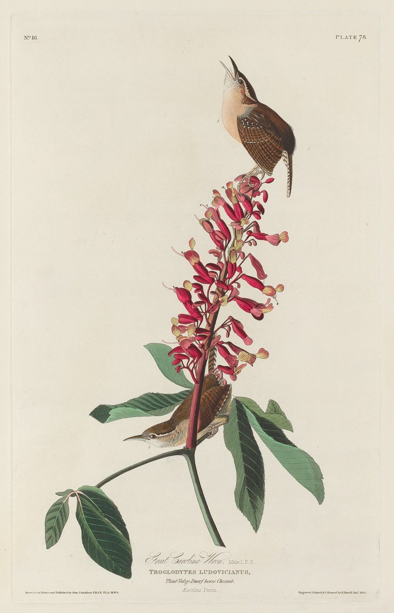 Nagy Carolina Wren alkotó: Robert Havell after John James Audubon