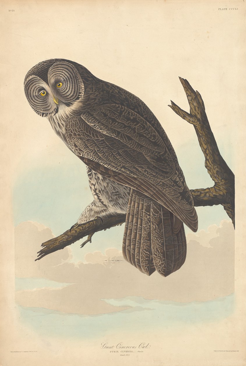 Óriás bagoly alkotó: Robert Havell after John James Audubon
