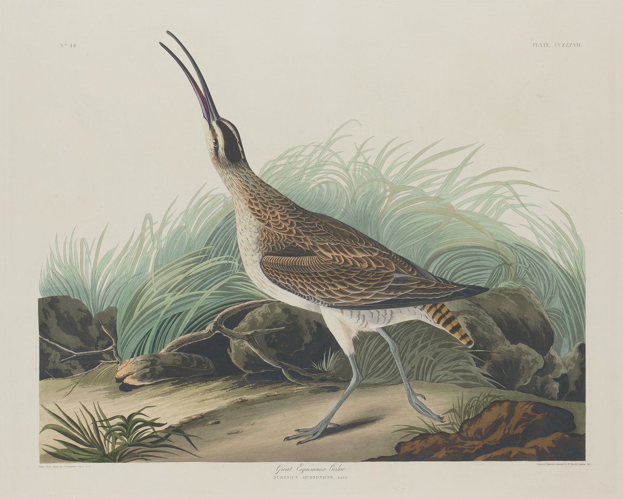 Nagy göndör eszkimók alkotó: Robert Havell after John James Audubon