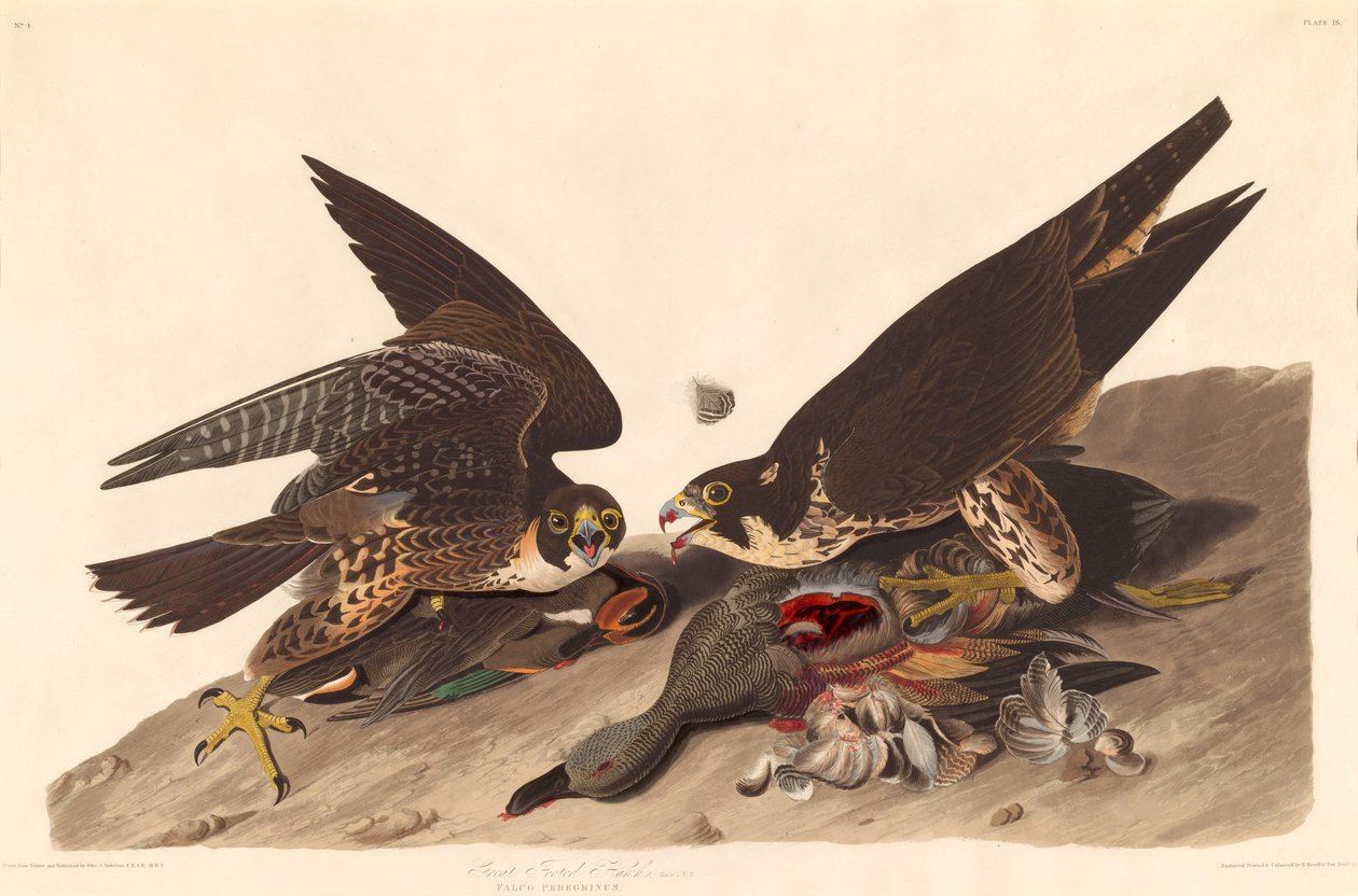 Nagylábú sólyom alkotó: Robert Havell after John James Audubon