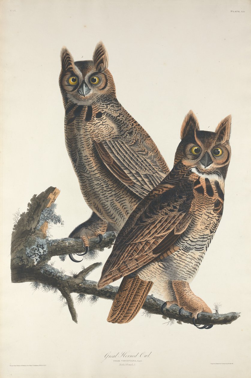 Nagy szarvas bagoly alkotó: Robert Havell after John James Audubon