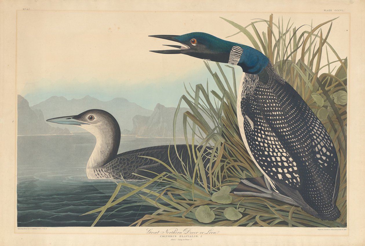 Great Northern Diver vagy Loon alkotó: Robert Havell after John James Audubon