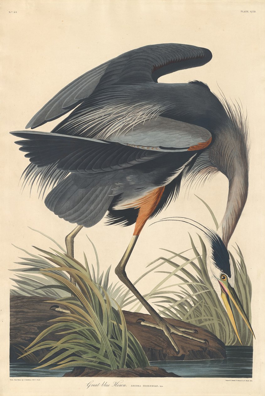 Nagy kék gém alkotó: Robert Havell after John James Audubon