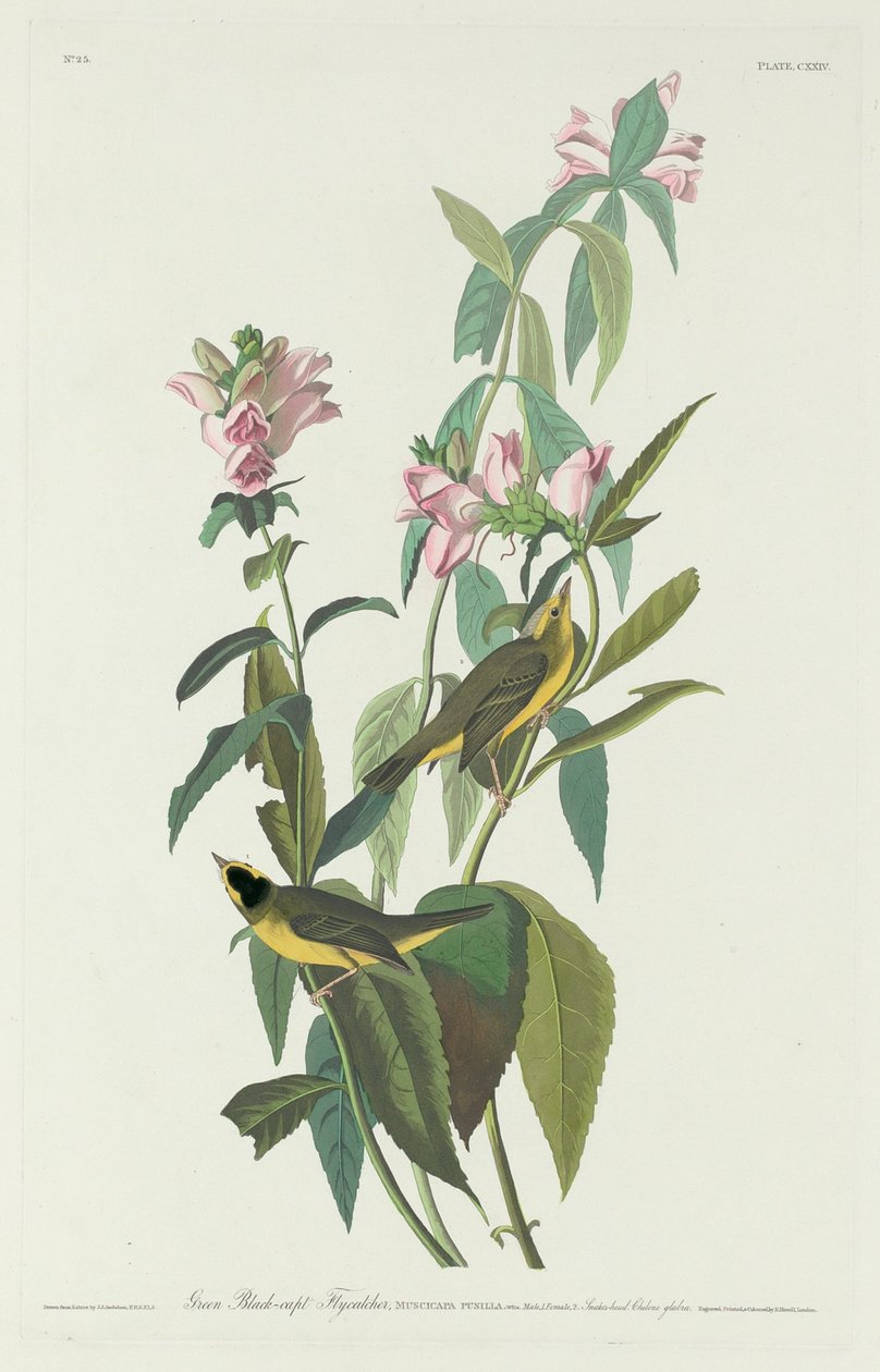 Zöld fekete-capt légykapó alkotó: Robert Havell after John James Audubon