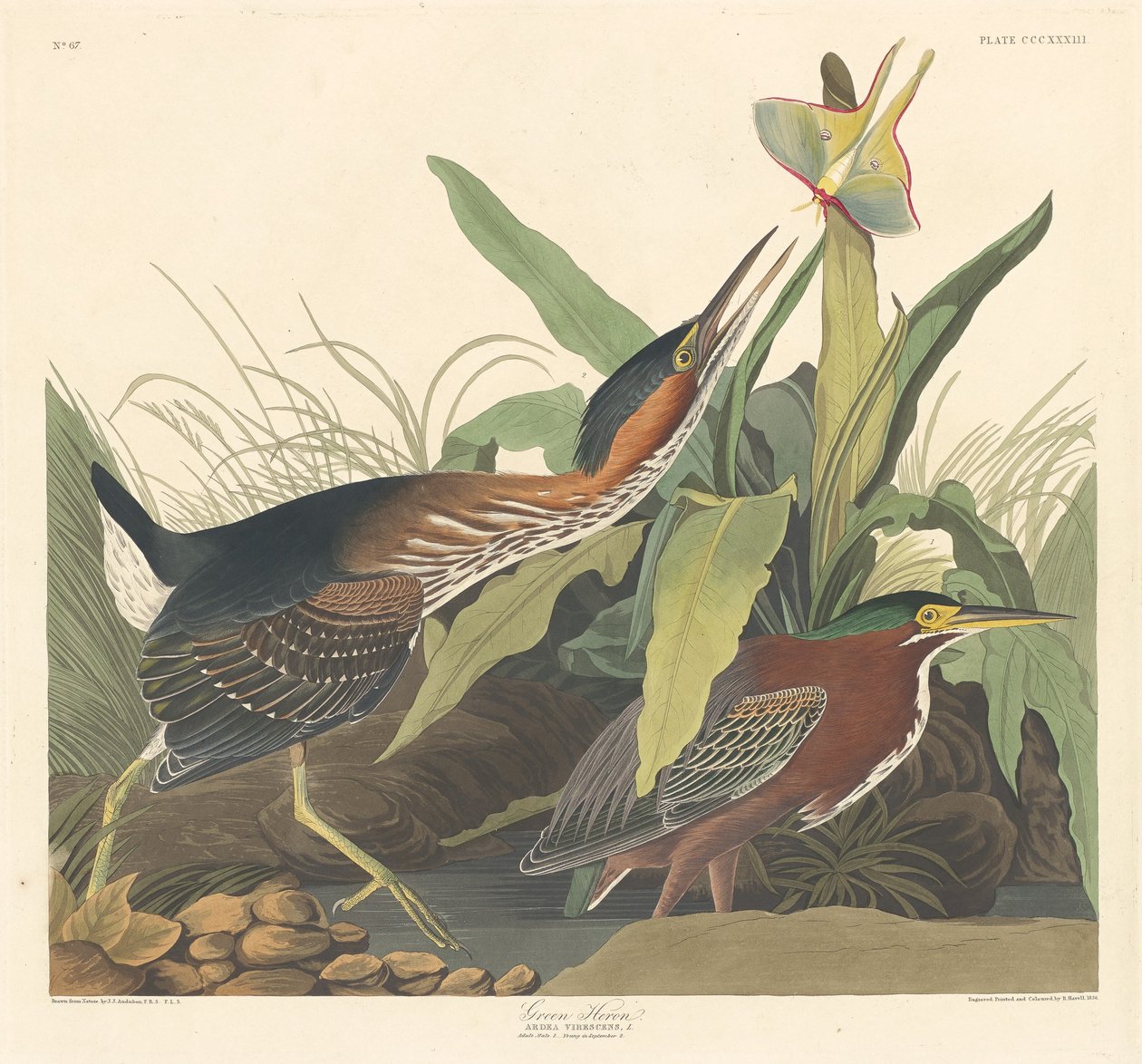 Zöld gém alkotó: Robert Havell after John James Audubon