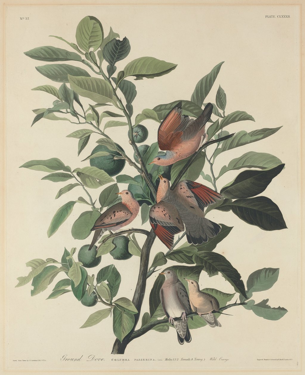 Ground Dove alkotó: Robert Havell after John James Audubon
