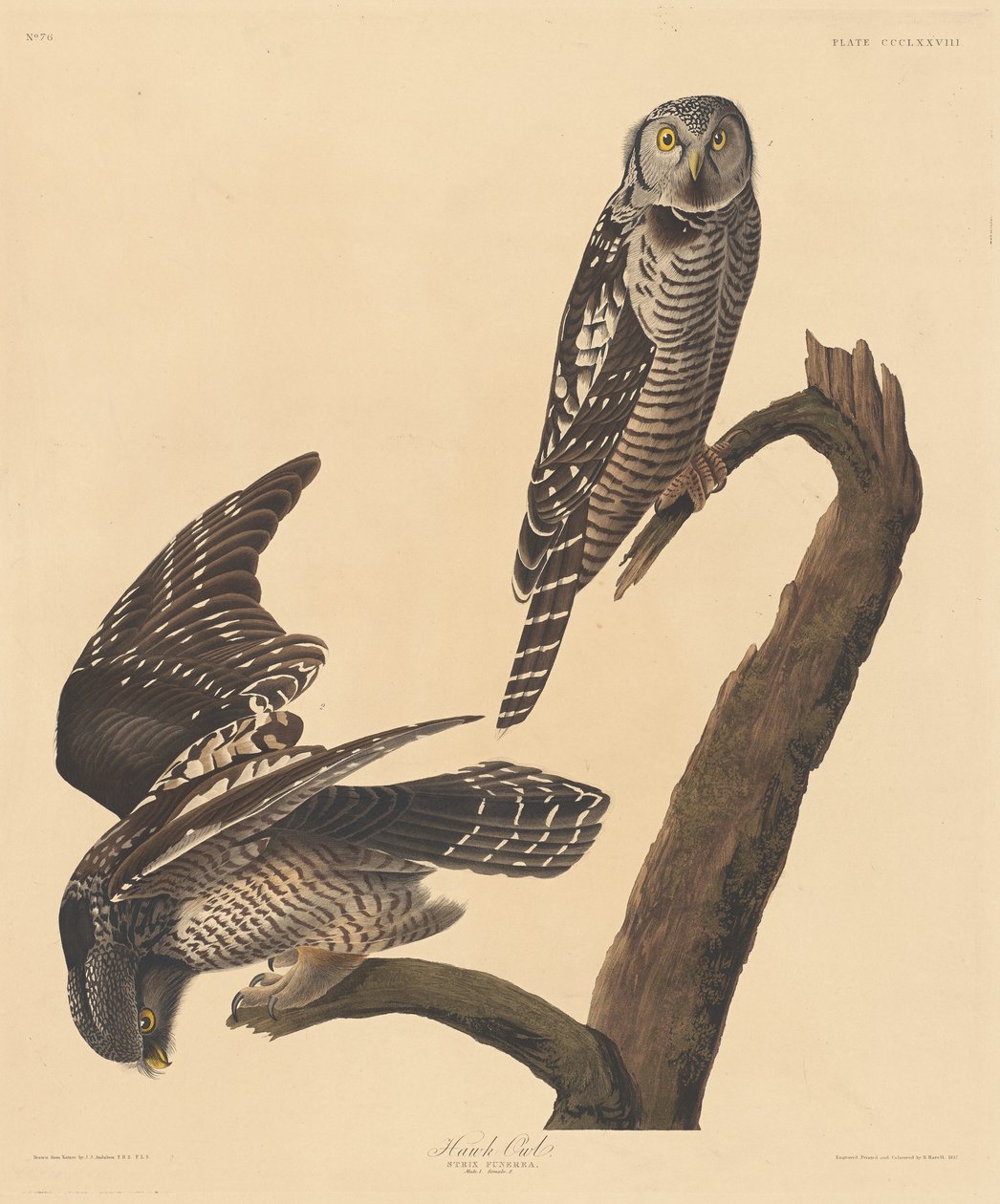 Sólyombagoly alkotó: Robert Havell after John James Audubon