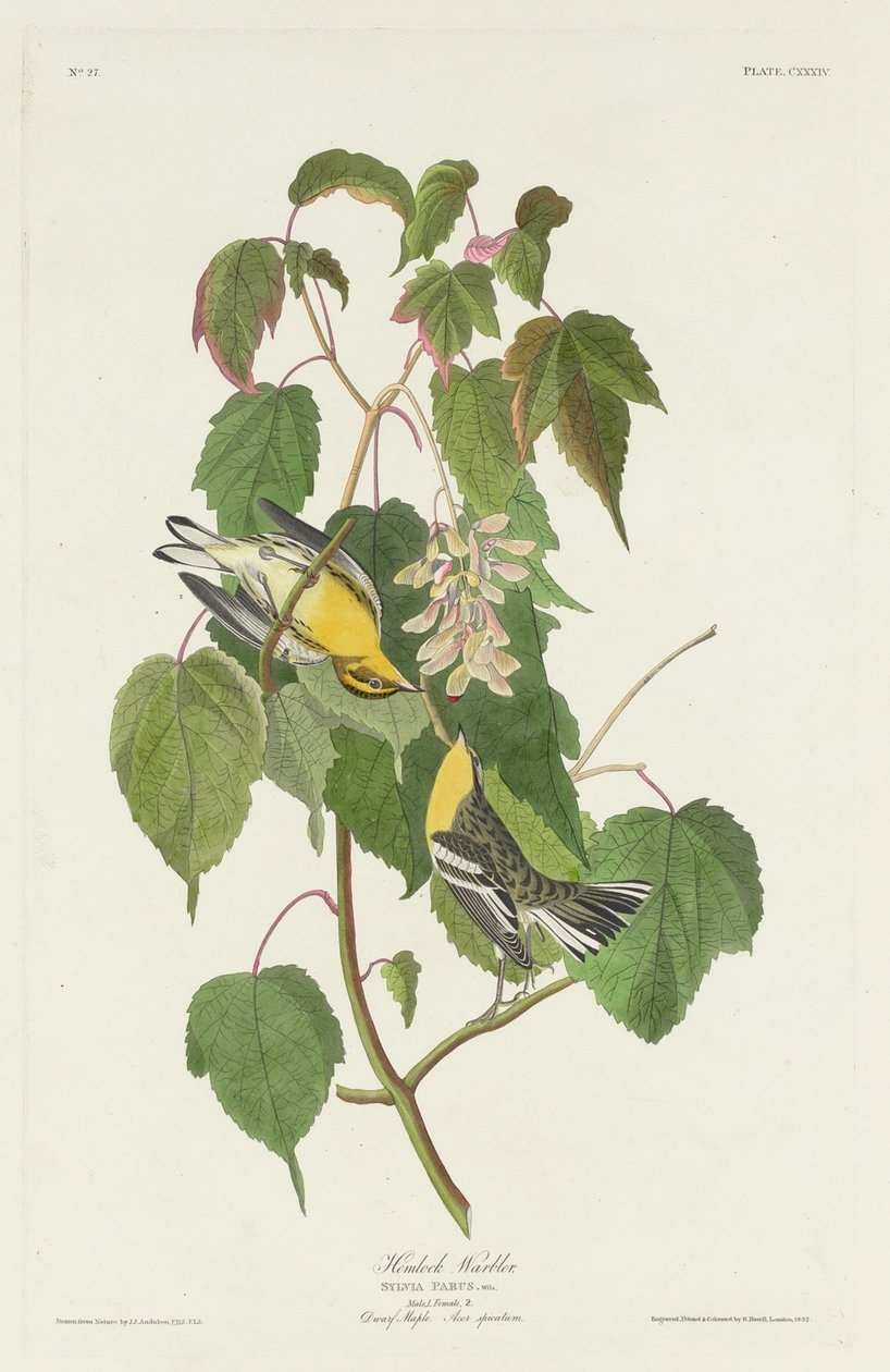 Hemlock poszáta alkotó: Robert Havell after John James Audubon