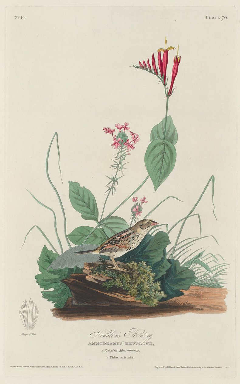 Henslow sármánya alkotó: Robert Havell after John James Audubon