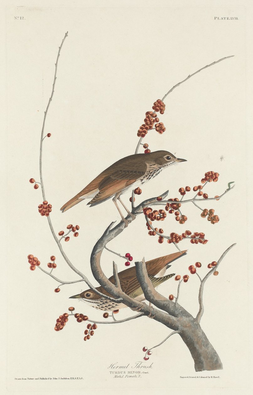Remete rigó alkotó: Robert Havell after John James Audubon