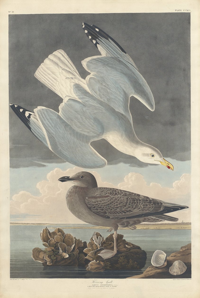 Heringsirály alkotó: Robert Havell after John James Audubon