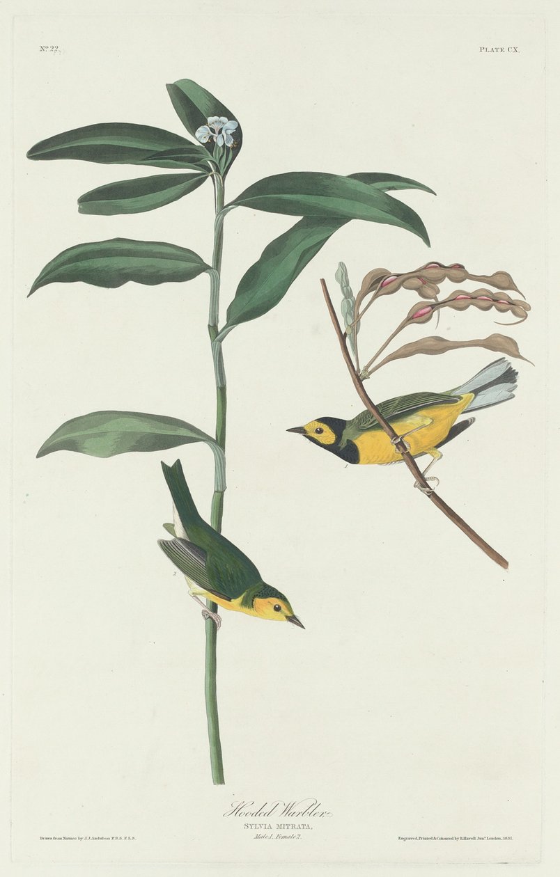 Csuklyás pacsirta alkotó: Robert Havell after John James Audubon