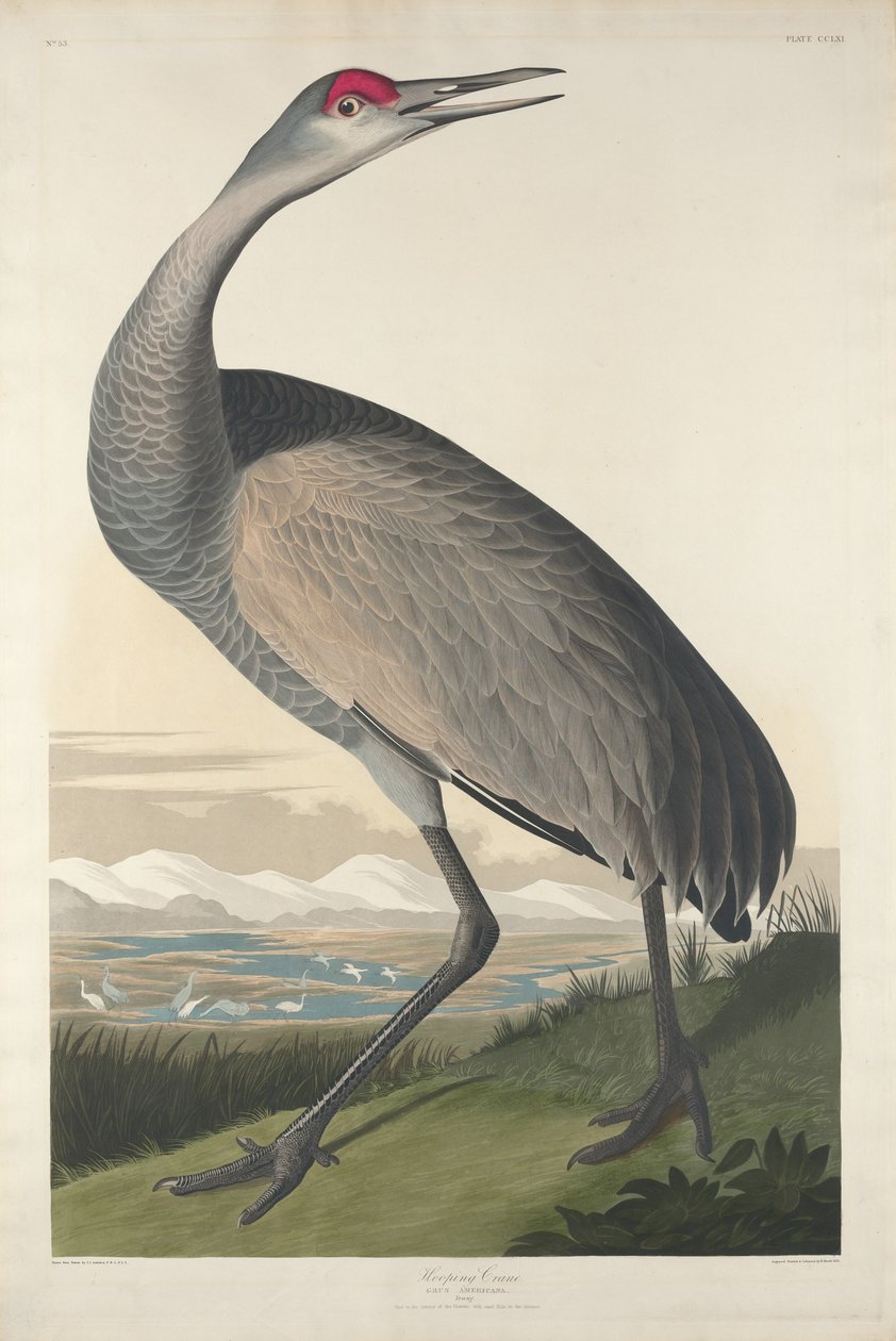 Karikás daru alkotó: Robert Havell after John James Audubon