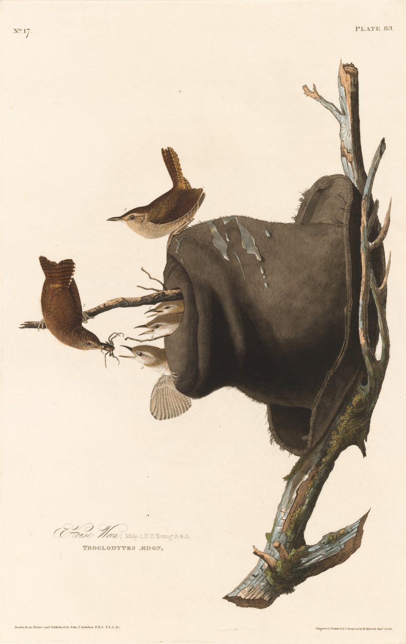 Ház Wren alkotó: Robert Havell after John James Audubon