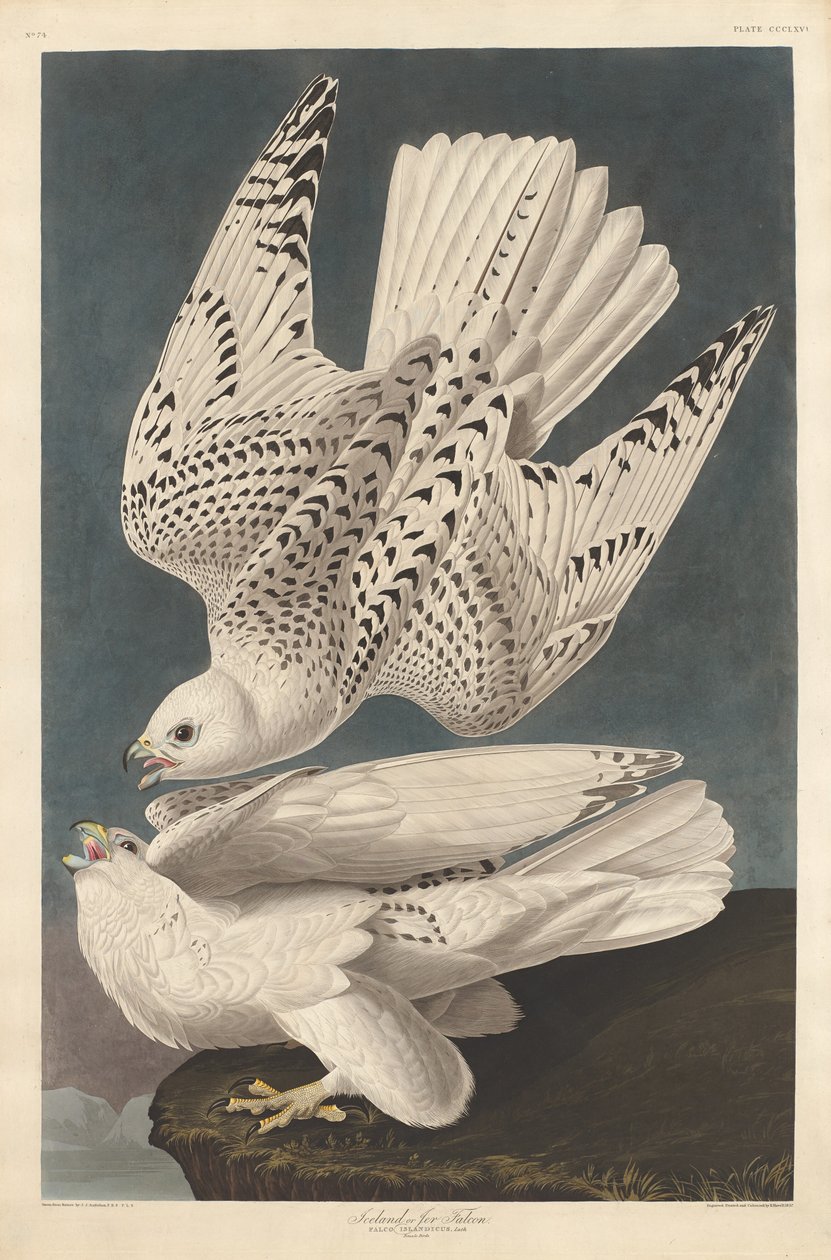 Izland vagy Jer Falcon alkotó: Robert Havell after John James Audubon