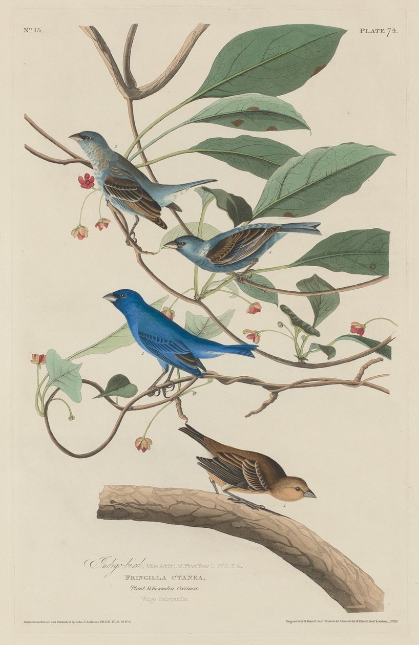 Indigó madár alkotó: Robert Havell after John James Audubon