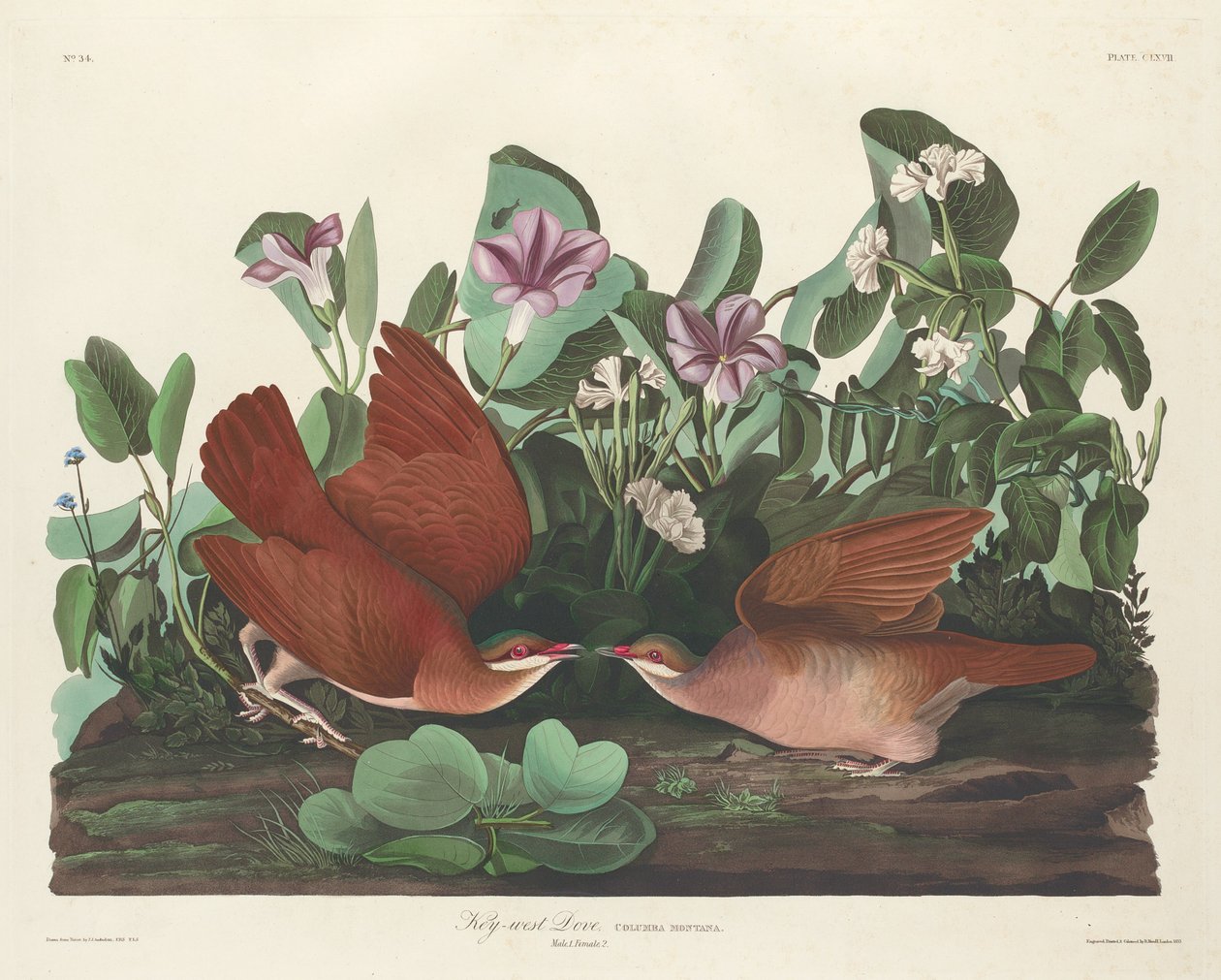 Key-west Dove alkotó: Robert Havell after John James Audubon