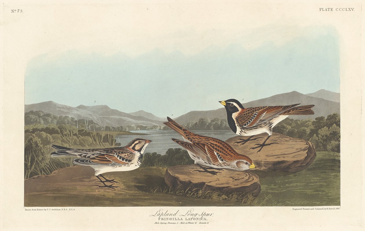 Lappföld Longspur alkotó: Robert Havell after John James Audubon