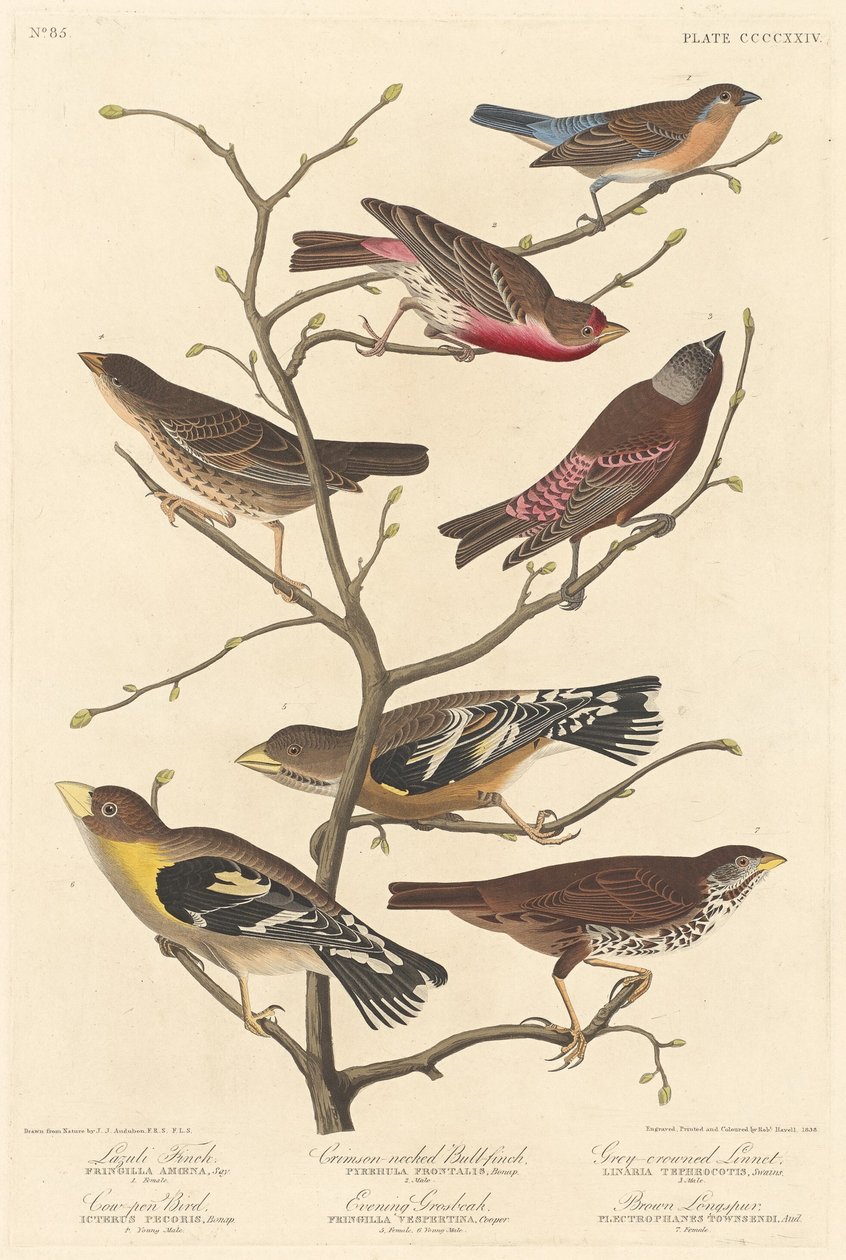 Lazuli Finch alkotó: Robert Havell after John James Audubon