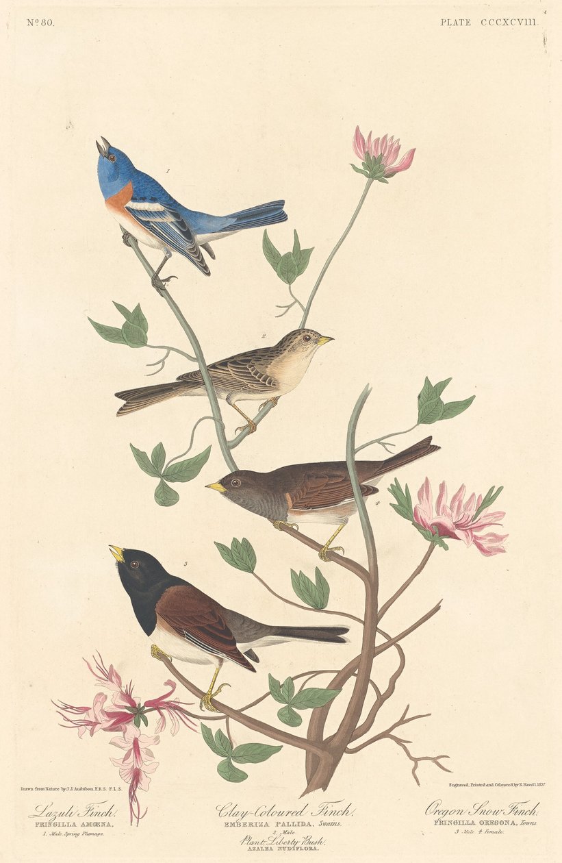 Lazuli pinty, agyagszínű pinty és oregoni hópinty alkotó: Robert Havell after John James Audubon