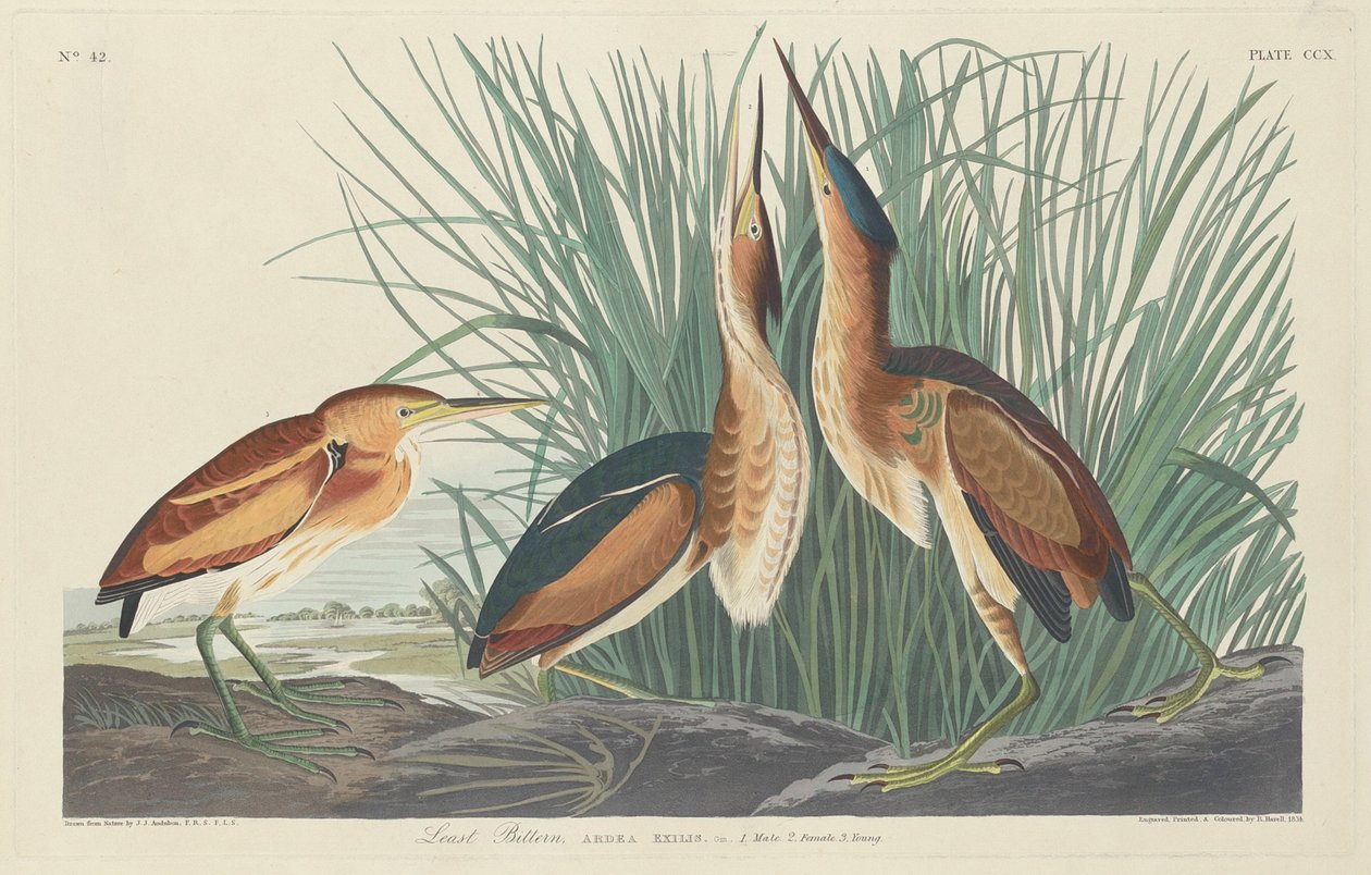 Least Bittern alkotó: Robert Havell after John James Audubon