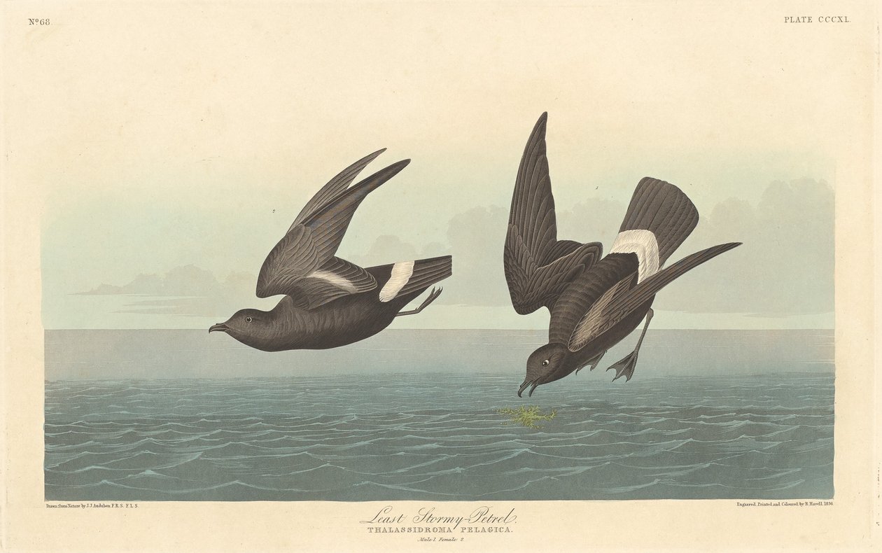 Legkevésbé Stormy Petrel alkotó: Robert Havell after John James Audubon