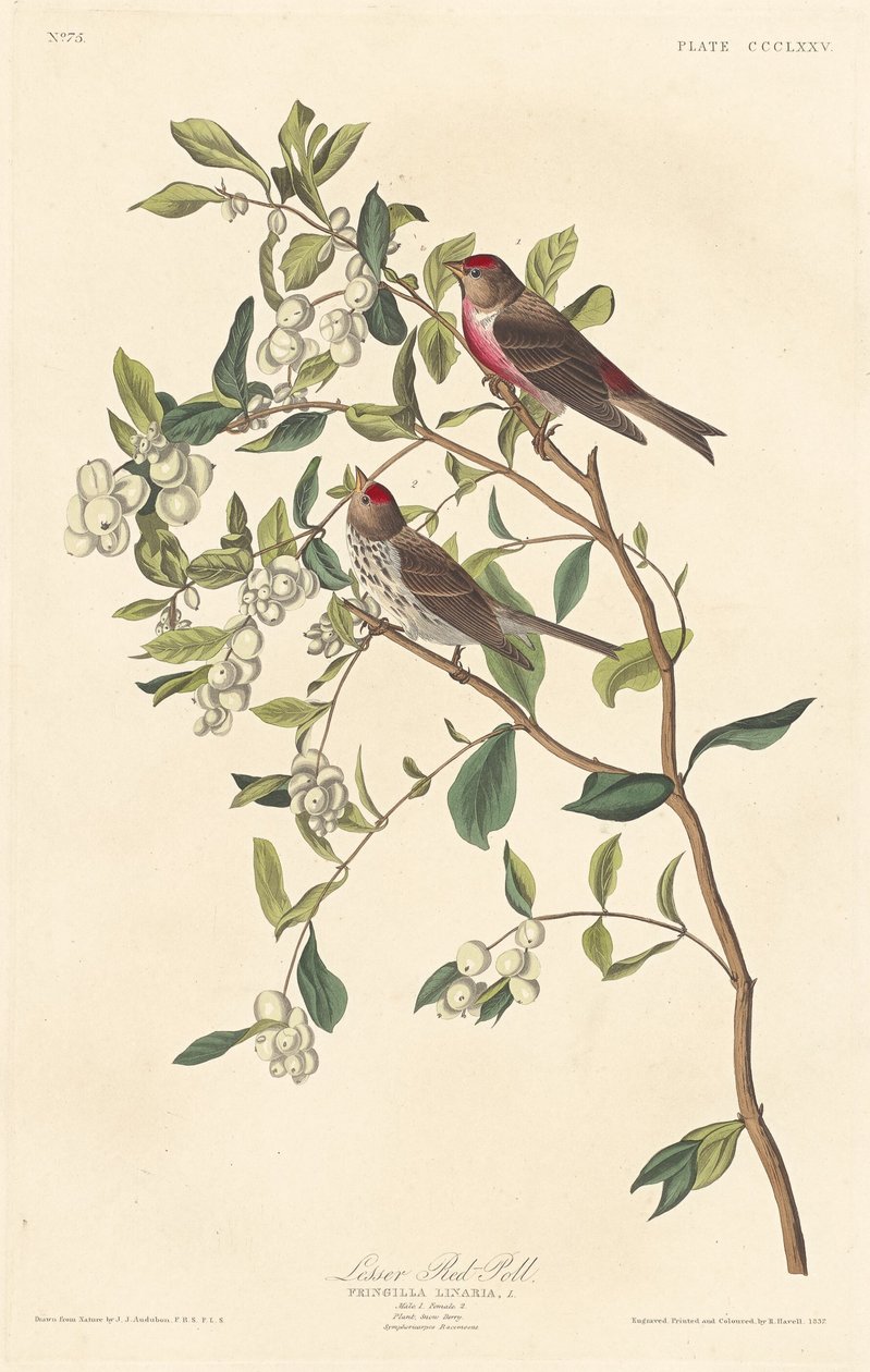 Lesser Red-poll alkotó: Robert Havell after John James Audubon