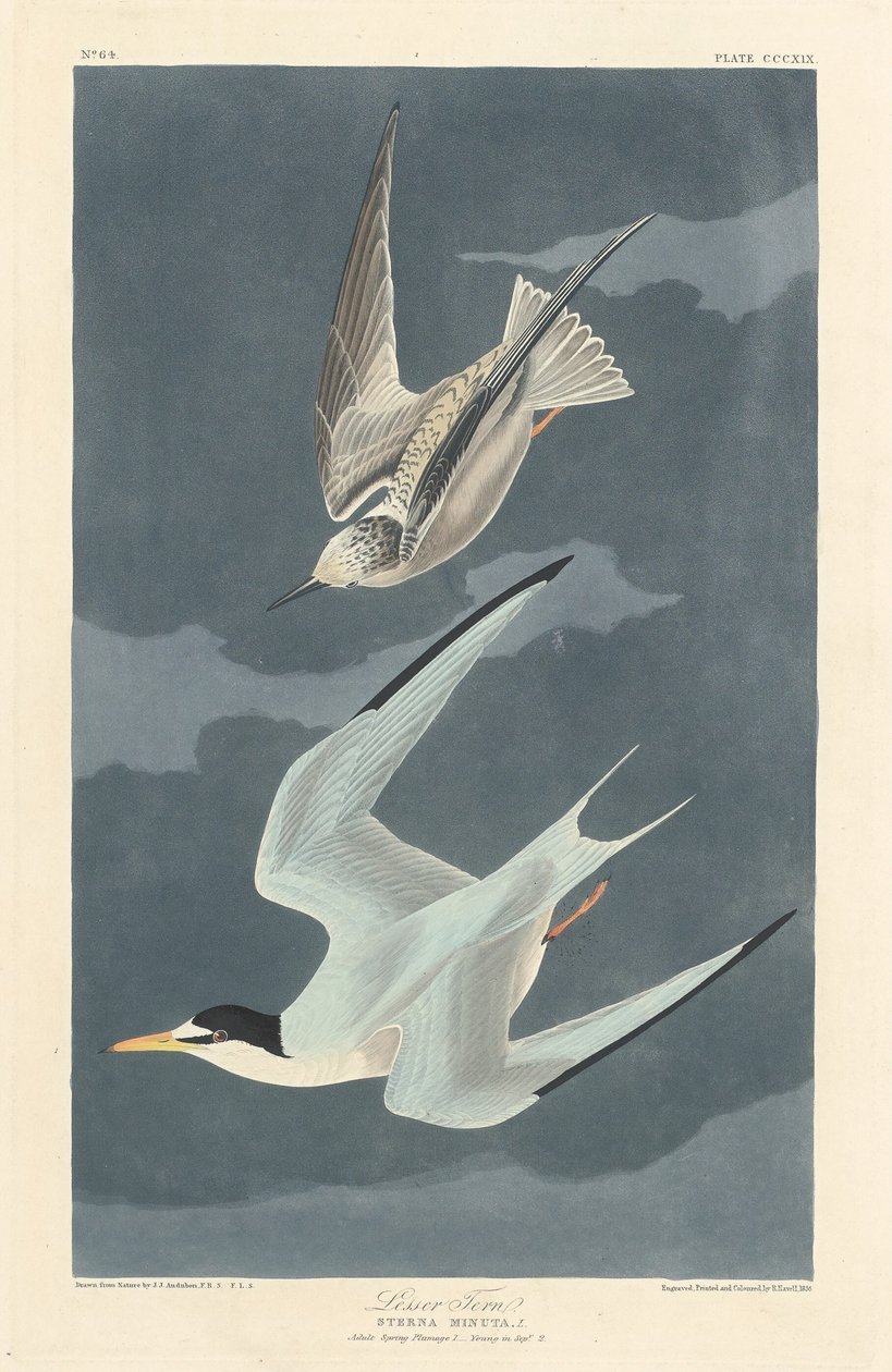 Kis csér alkotó: Robert Havell after John James Audubon
