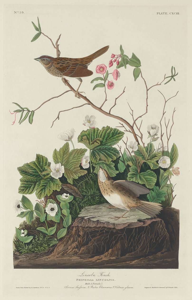 Lincoln Finch alkotó: Robert Havell after John James Audubon