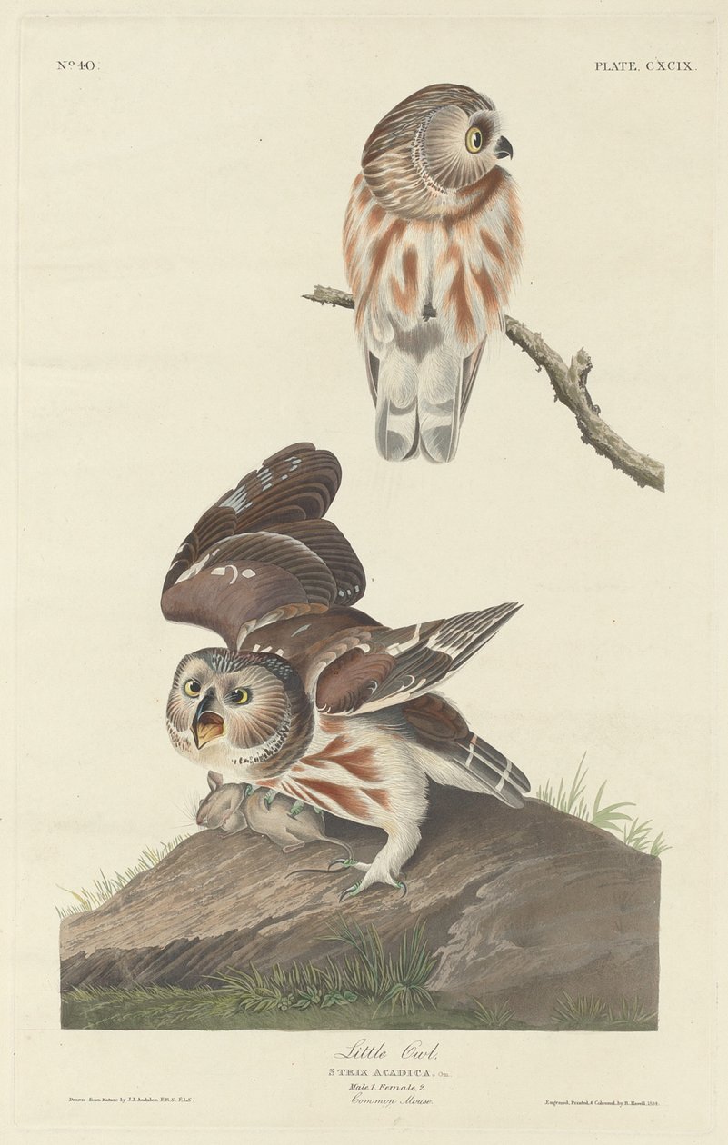 Kis Bagoly alkotó: Robert Havell after John James Audubon