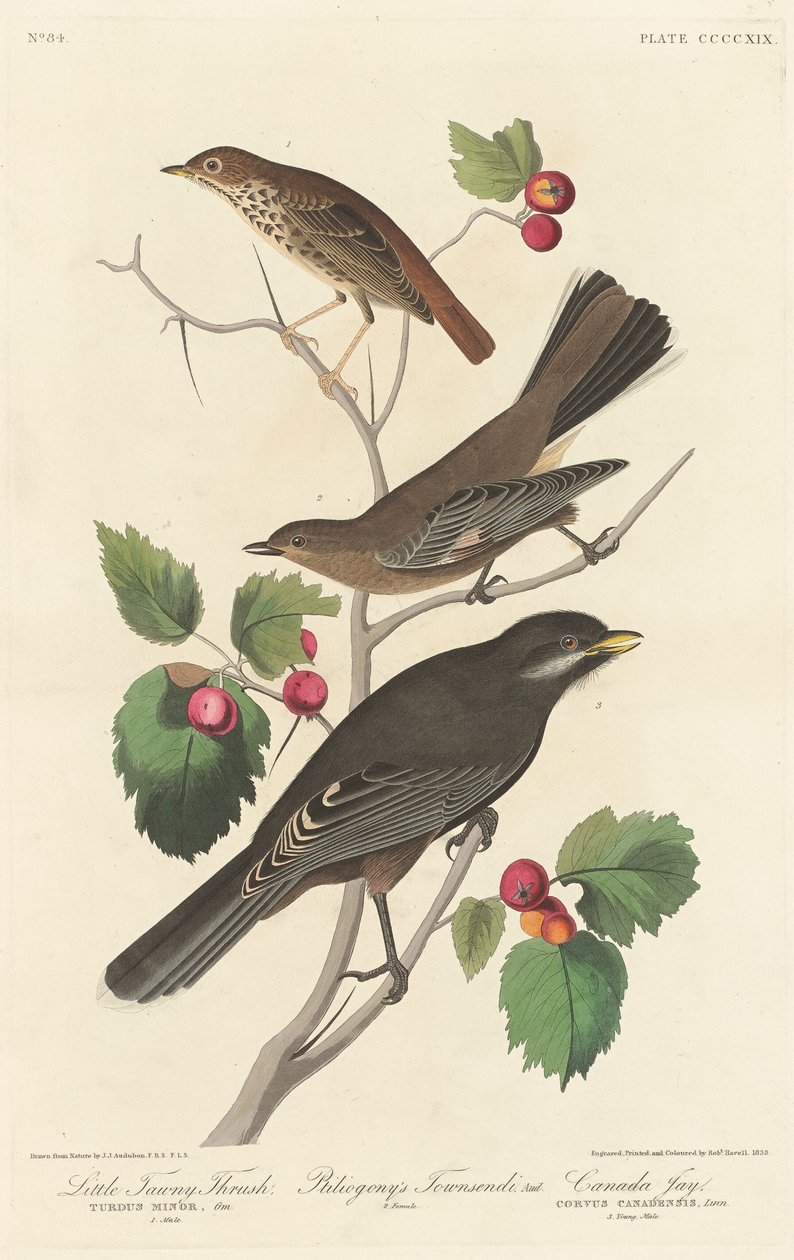 Kis Tawny Rigó alkotó: Robert Havell after John James Audubon