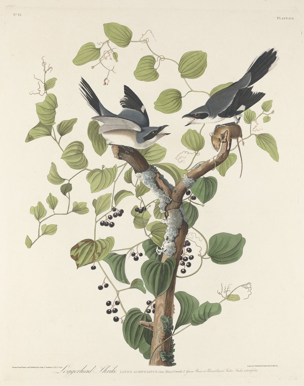 Loggerhead Shrike alkotó: Robert Havell after John James Audubon