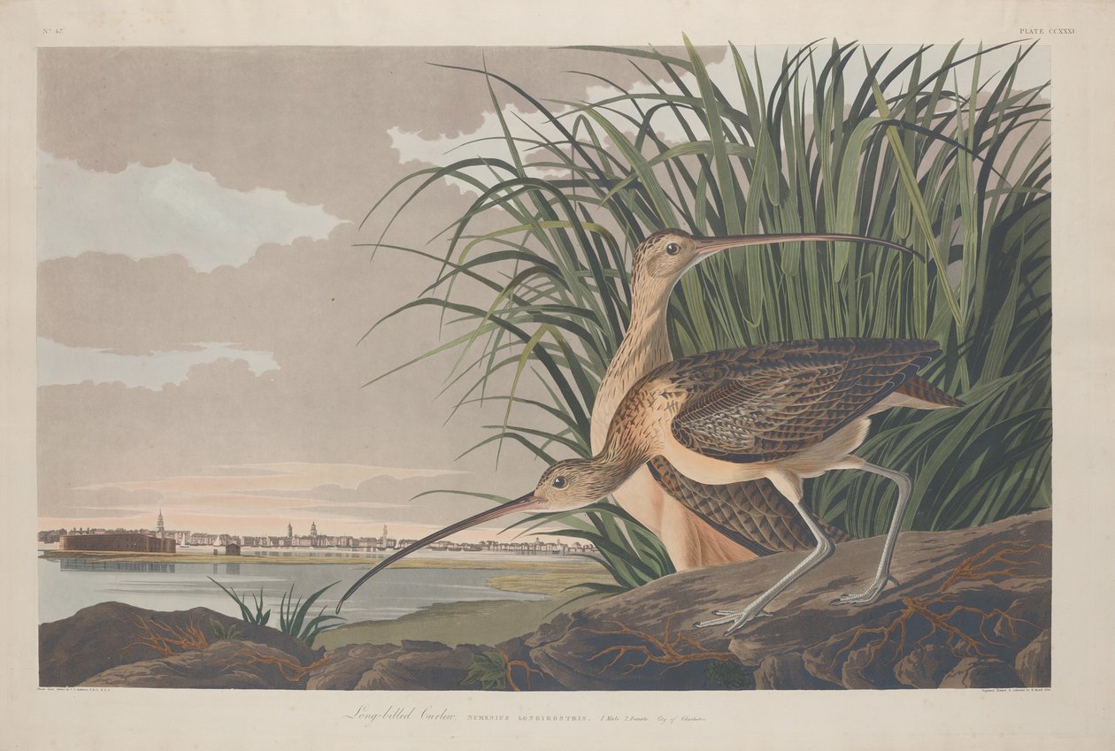 Hosszúcsőrű göndör alkotó: Robert Havell after John James Audubon