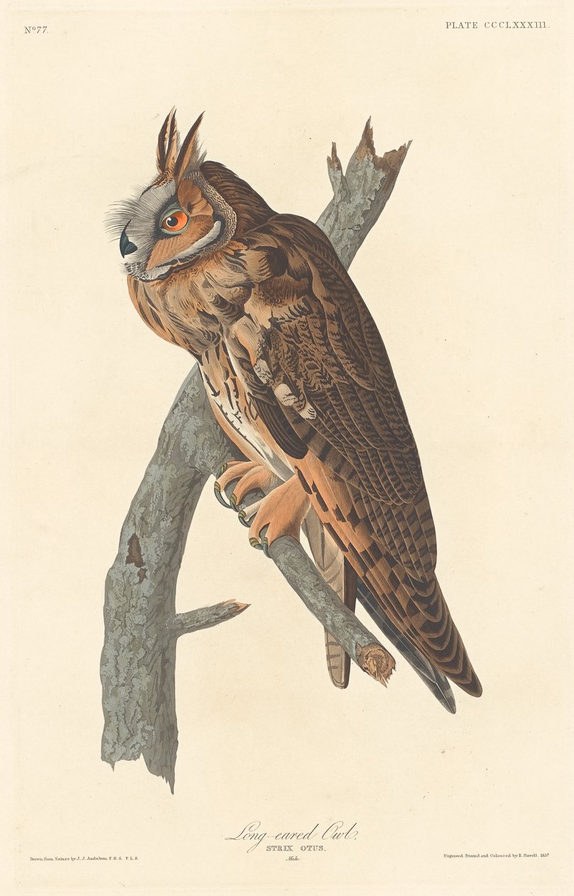 Hosszúfülű bagoly alkotó: Robert Havell after John James Audubon